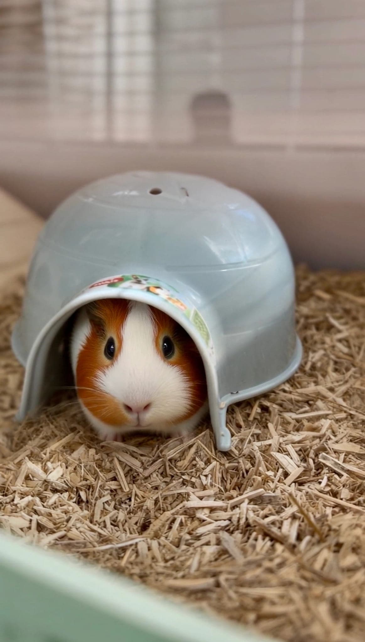 ZOLUX Domek igloo dla gryzonia plastikowy COSY duży niebieski 