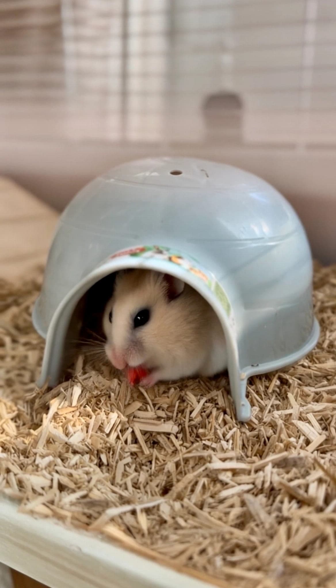 ZOLUX Domek igloo dla gryzonia plastikowy COSY mały niebieski 